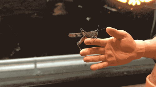 A Handy Grasshopper